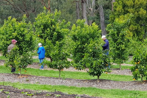 Day Tour Of Yarra Valley Puffing Billy And Rayners Orchard - Stayed 1