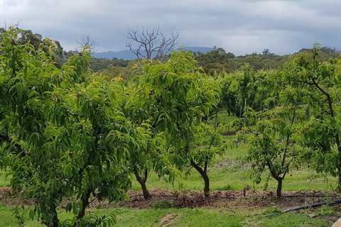 Day Tour Of Yarra Valley Puffing Billy And Rayners Orchard - Stayed 41