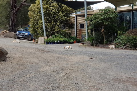 Day Tour Of Yarra Valley Puffing Billy And Rayners Orchard - Stayed 26