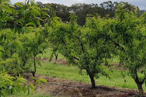 Day Tour Of Yarra Valley Puffing Billy And Rayners Orchard - Stayed 49