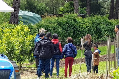 Day Tour Of Yarra Valley Puffing Billy And Rayners Orchard - Stayed 16