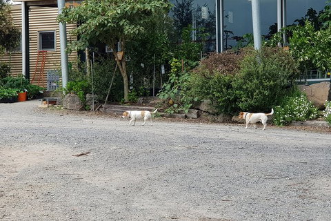 Day Tour Of Yarra Valley Puffing Billy And Rayners Orchard - Stayed 21