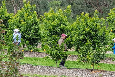 Day Tour Of Yarra Valley Puffing Billy And Rayners Orchard - Stayed 34