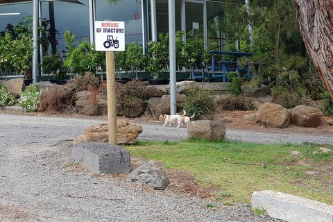 Day Tour Of Yarra Valley Puffing Billy And Rayners Orchard - Stayed 2