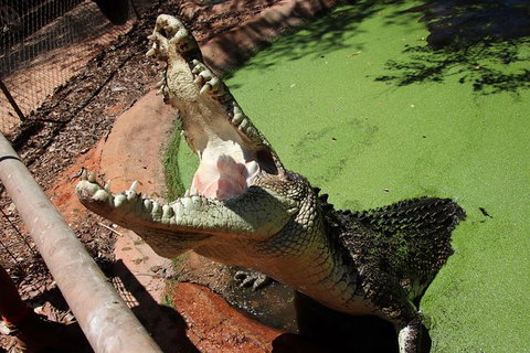 Malcolm Douglas Crocodile Park - Stays Accommodation 10