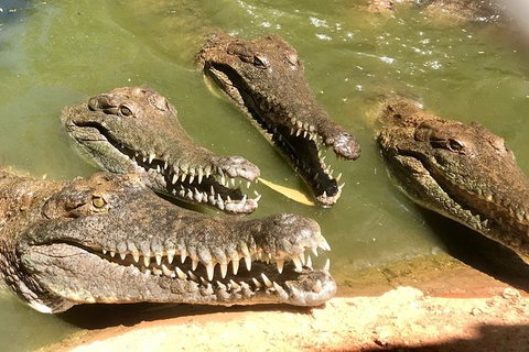 Malcolm Douglas Crocodile Park - Stays Accommodation 5