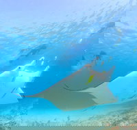 Marine Eco Safari - Swim with Manta Rays - Stayed