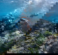 Ningaloo Adventure and Manta Ray Tour - Stayed