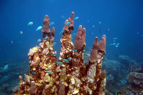Coral Bay 3-Hour Turtle Ecotour - Stayed 1
