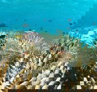 Coral Bay 3-Hour Turtle Ecotour - Stayed