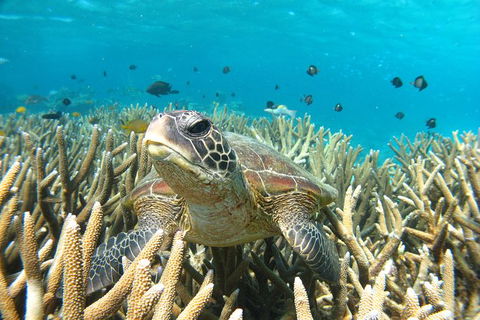 Coral Bay 3-Hour Turtle Ecotour - Stayed 0