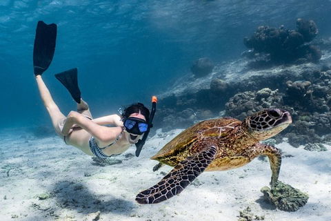 Coral Bay 3-Hour Turtle Ecotour - Stayed 3