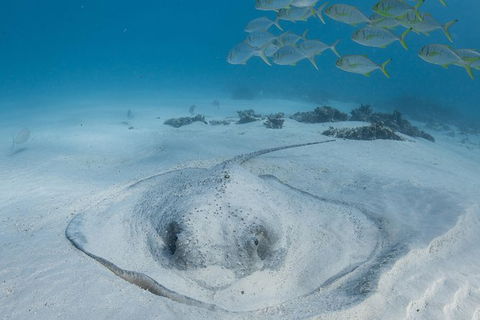 Coral Bay 3-Hour Turtle Ecotour - Stayed 2