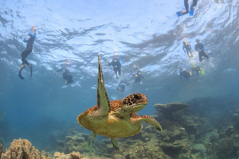 Coral Bay 3-Hour Turtle Ecotour - Stayed 4