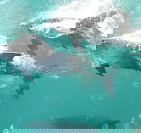 Roebuck Bay Snubfin Dolphin Cruise - Stayed