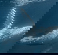 Humpback Whale Safari - Stayed