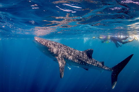 Life On Ningaloo Swimming Tour In Exmouth - Stayed 2