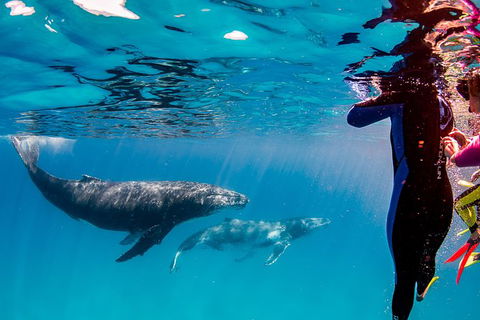 Life On Ningaloo Swimming Tour In Exmouth - Stayed 0