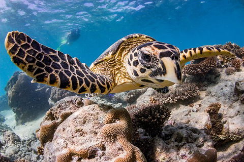Life On Ningaloo Swimming Tour In Exmouth - Stayed 1