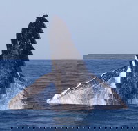 Full-Day Whale Watching Snorkeling and Swimming at Coral Bay - Stayed