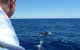 Full-Day Killer Whale Expedition From Albany - thumb 1