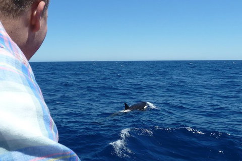 Full-Day Killer Whale Expedition From Albany - Stayed 1