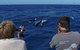 Full-Day Killer Whale Expedition From Albany - thumb 2