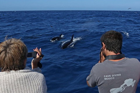 Full-Day Killer Whale Expedition From Albany - Stayed 2