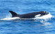Full-Day Killer Whale Expedition From Albany - thumb 0