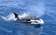 Full-Day Killer Whale Expedition From Albany - thumb 3