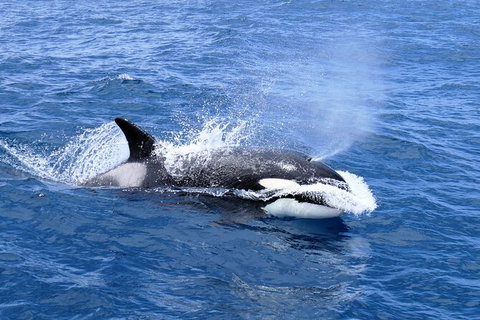 Full-Day Killer Whale Expedition From Albany - Stayed 3