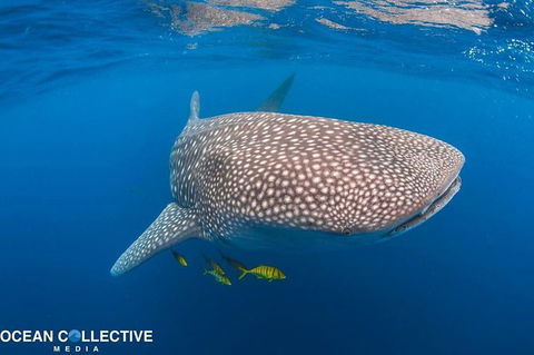 Whale Shark Adventure Tour - Stayed 11