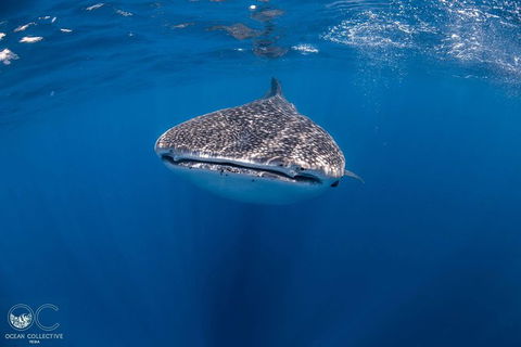 Whale Shark Adventure Tour - Stayed 1