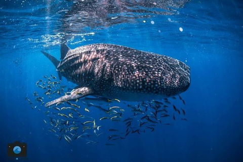 Whale Shark Adventure Tour - Stayed 2