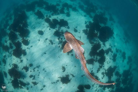 Whale Shark Adventure Tour - Stayed 3