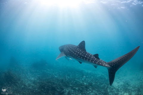 Whale Shark Adventure Tour - Stayed 9