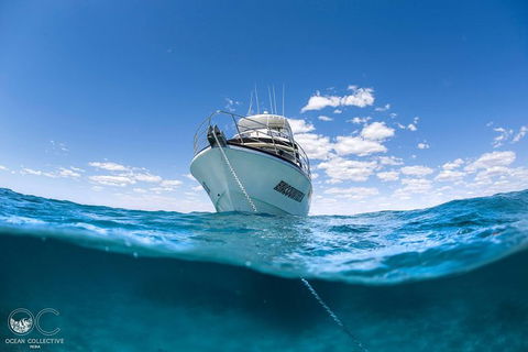 Whale Shark Adventure Tour - Stayed 10