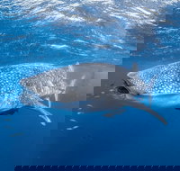 Whale Shark Adventure Tour - Stayed