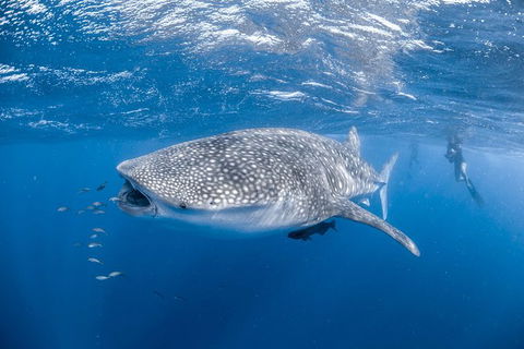 Whale Shark Adventure Tour - Stayed 0