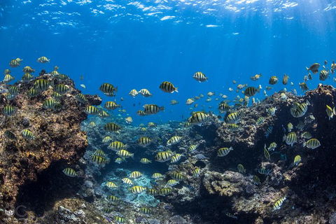 Whale Shark Adventure Tour - Stayed 5