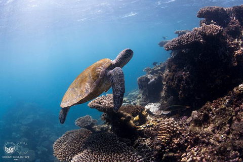 Whale Shark Adventure Tour - Stayed 4