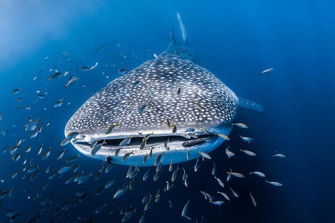 Whale Shark Adventure Tour - Stayed 8