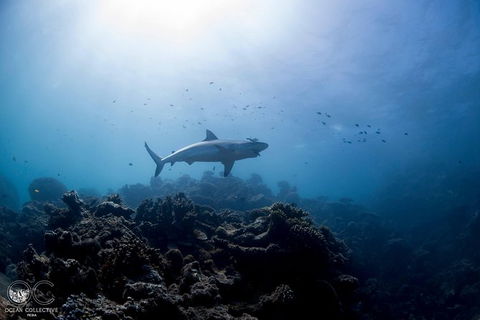 Whale Shark Adventure Tour - Stayed 6