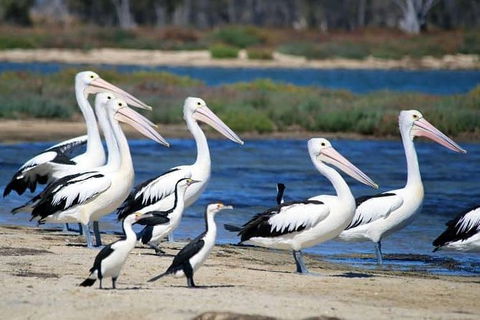 Romance Cruise + Scenic Tour + Beer Tasting + 3 Course Lunch + Hamper - Stayed 5