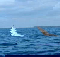 Whale Watching boat tour in Geraldton - Stayed