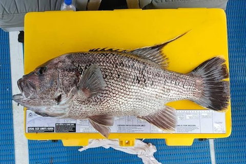 Abrolhos Islands Fishing Charter - Stayed 2