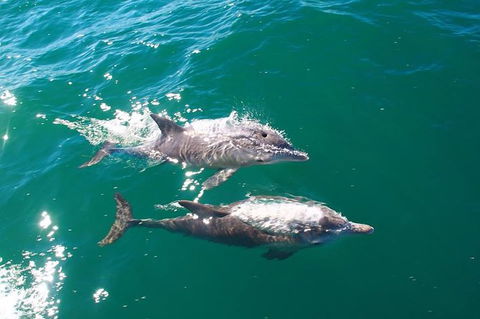 Sailing Kayak Adventure Through The Peel Harvey Estuary - Stayed 1