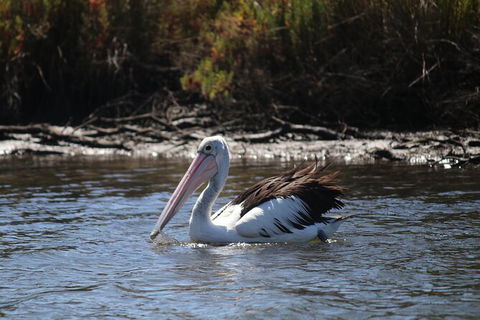 Private Guided River Kayak Tour - Stayed 2