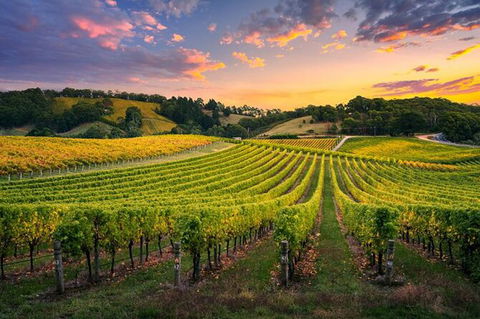 Swan Valley Sunset Wine Tour - Premium Small Group Tour - Stays Accommodation 0