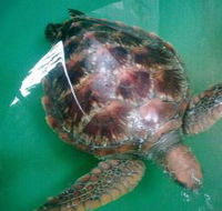 Australian Seabird Rescue - Stayed